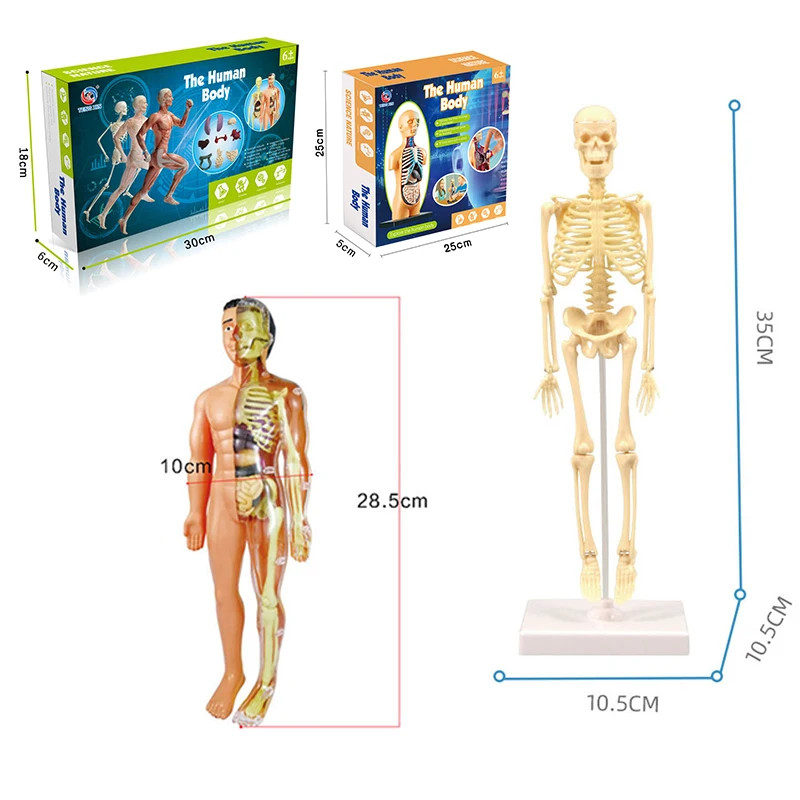 3D Human Body Torso Model Anatomy Learning Toy Organ Assembly Kit Kids
