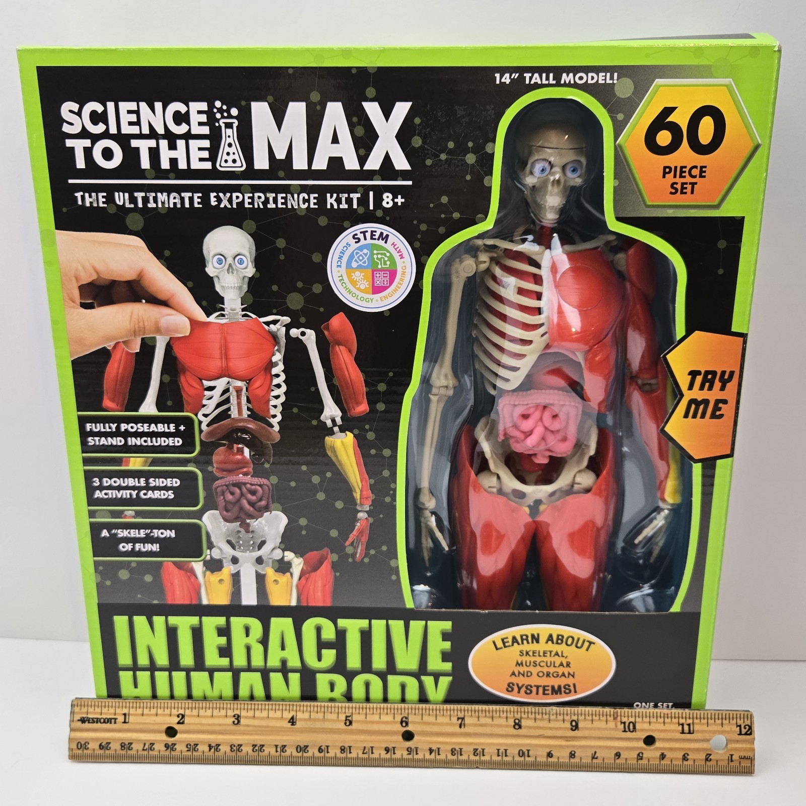 3D Human Body Puzzle Model STEM Toy by Be Amazing! Toys is an educational design