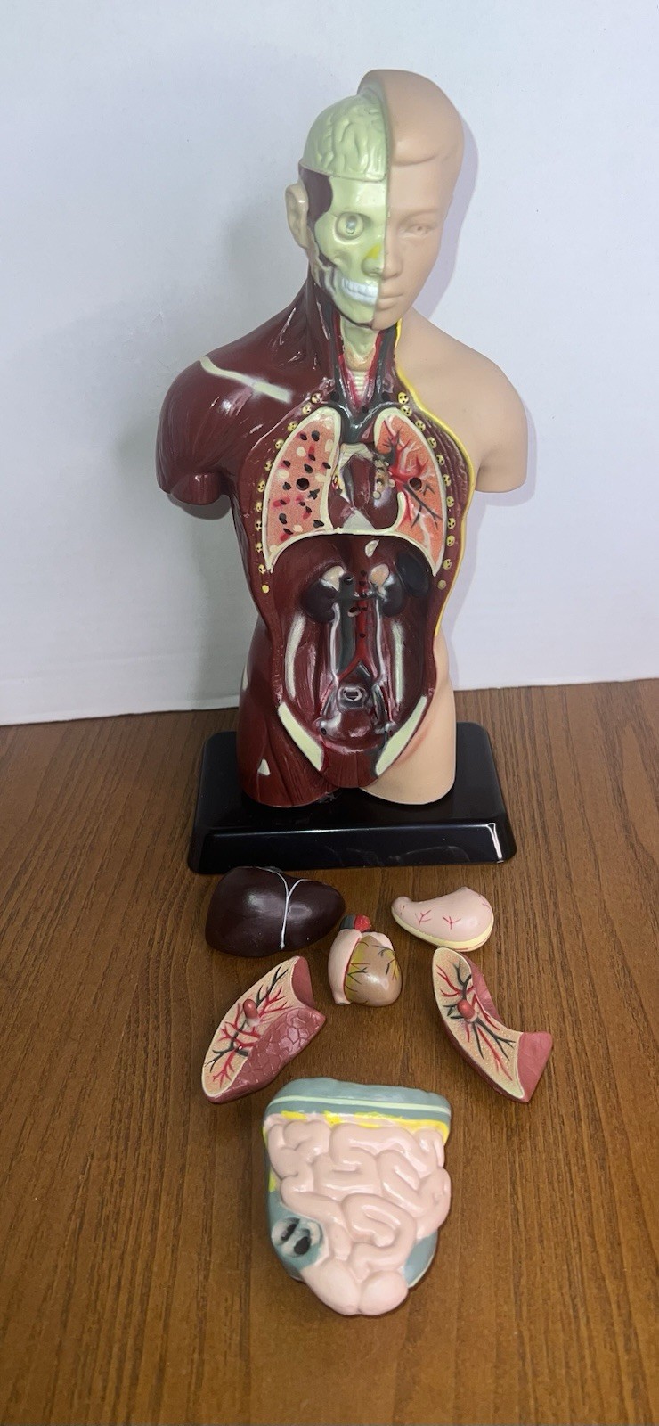 Lakeshore Human Body Take Apart Model Student Science Knowledge 10.5″ Facts Game