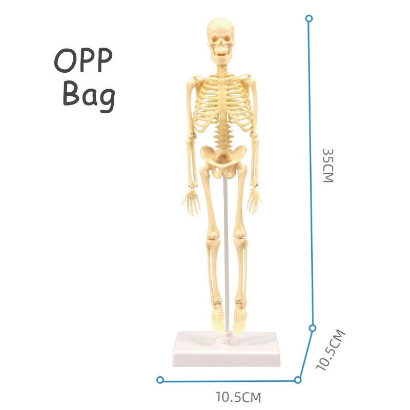 Interactive 3D Human Body Torso Model for Kids – Educational DIY Toy