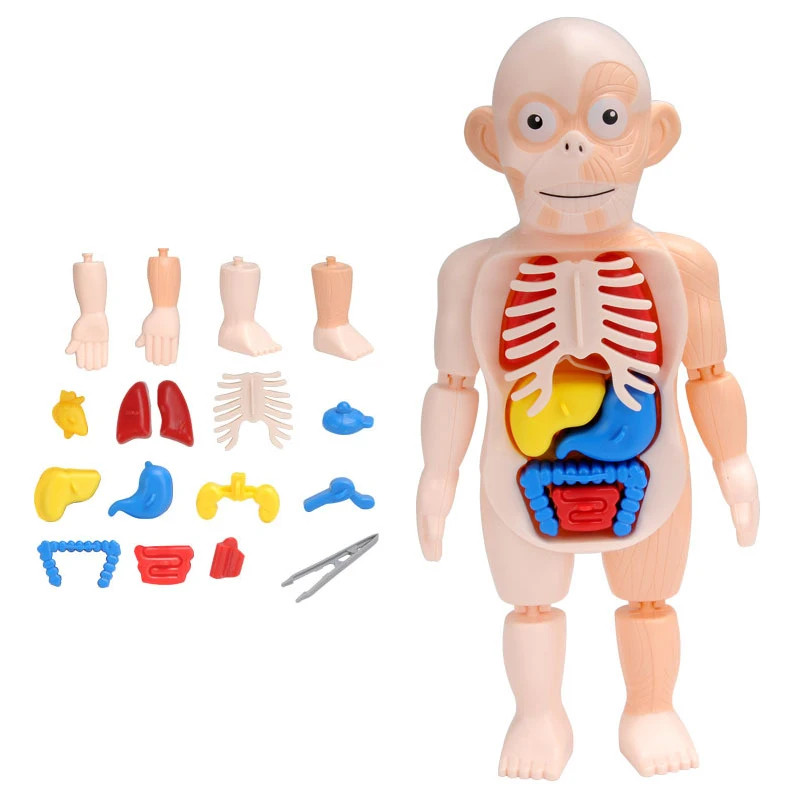 Interactive 3D Human Body Torso Model for Kids – Educational DIY Toy