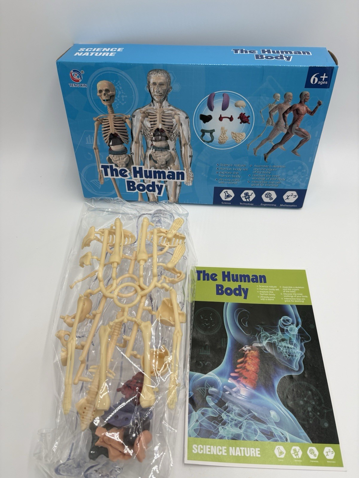 Human Body Structure Model Bones Torso Skeleton Model Kits Removable Organs NOB