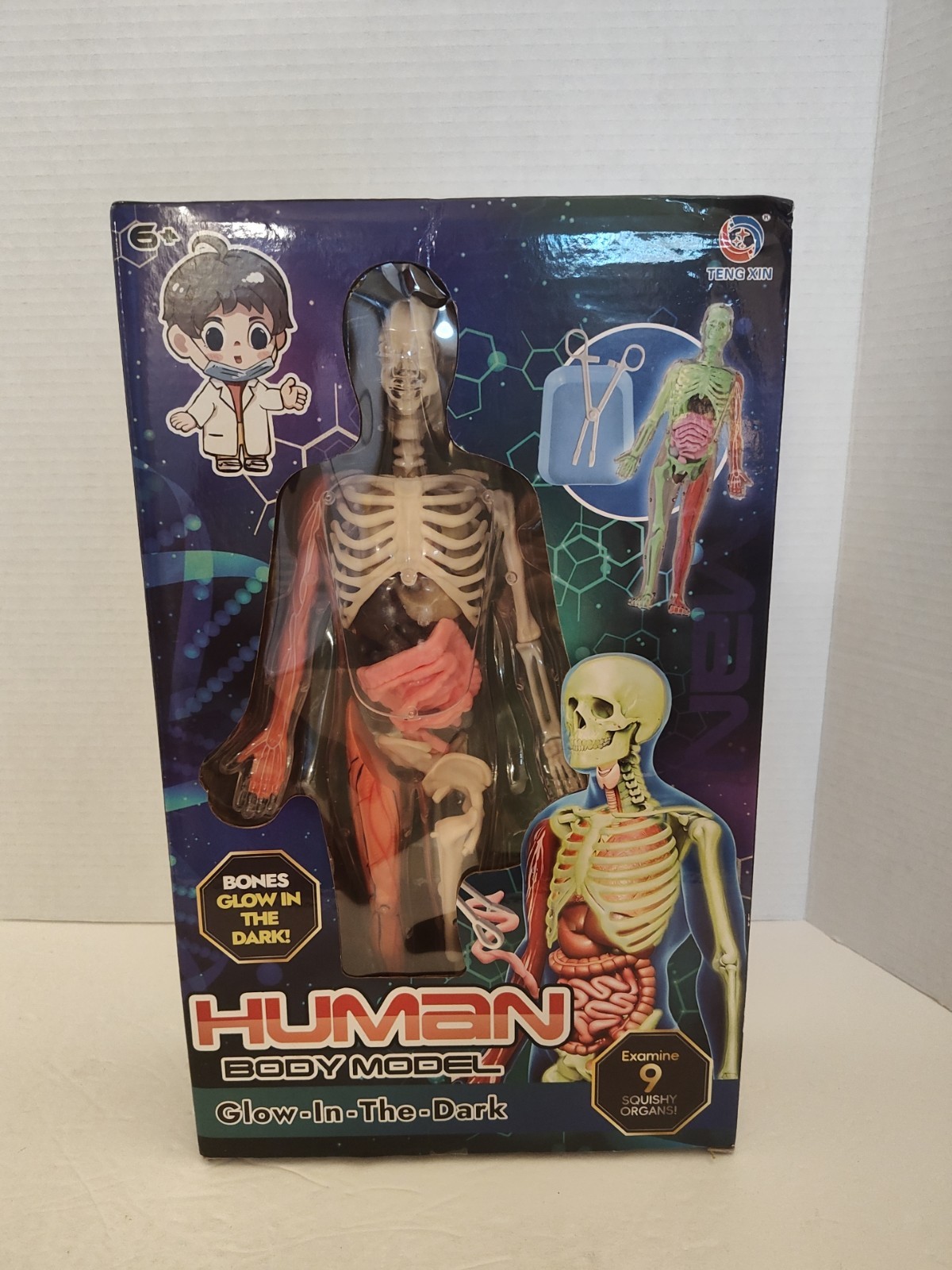 Human Body Model for Kids: Glow in The Dark Bones Interactive Science