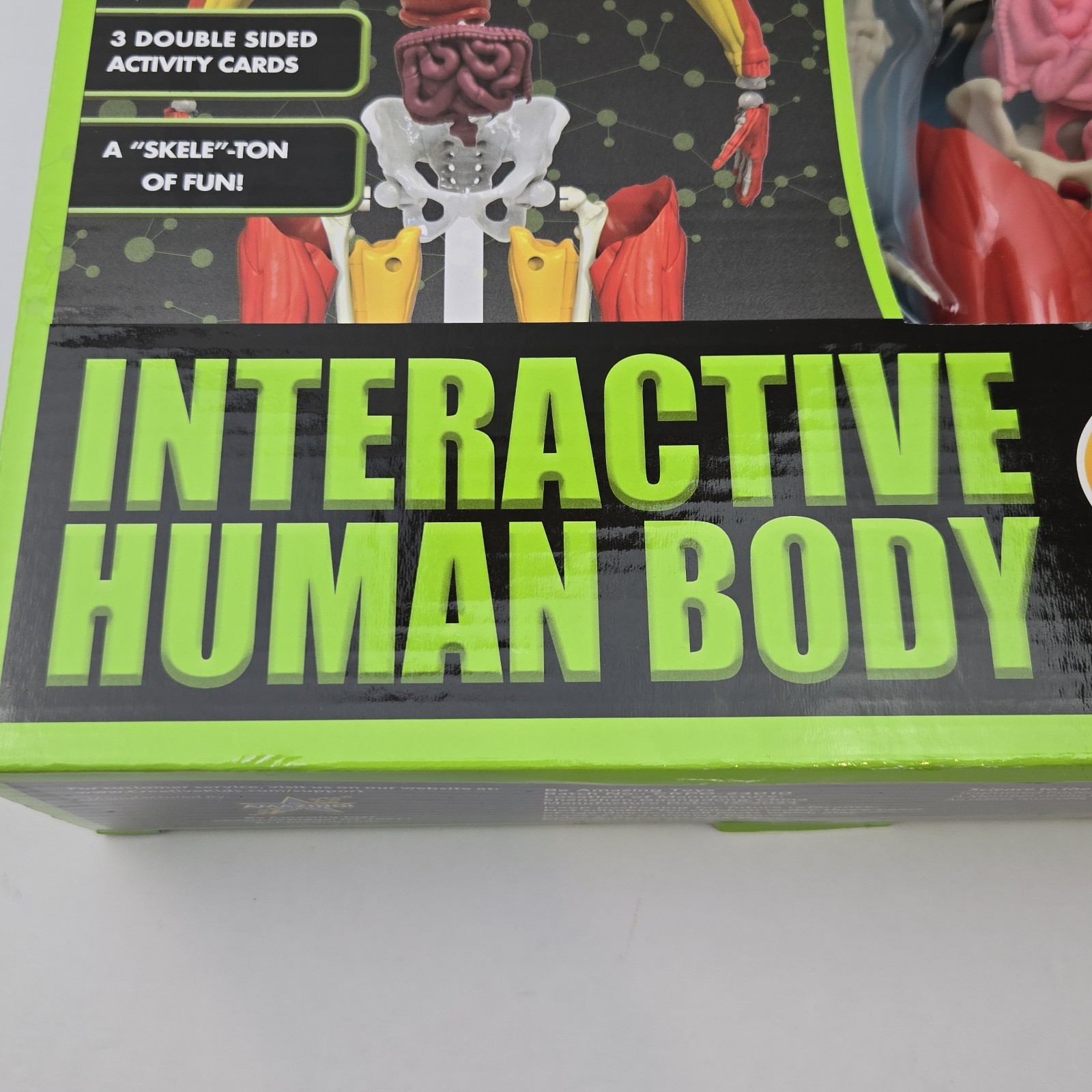 3D Human Body Puzzle Model STEM Toy by Be Amazing! Toys is an educational design