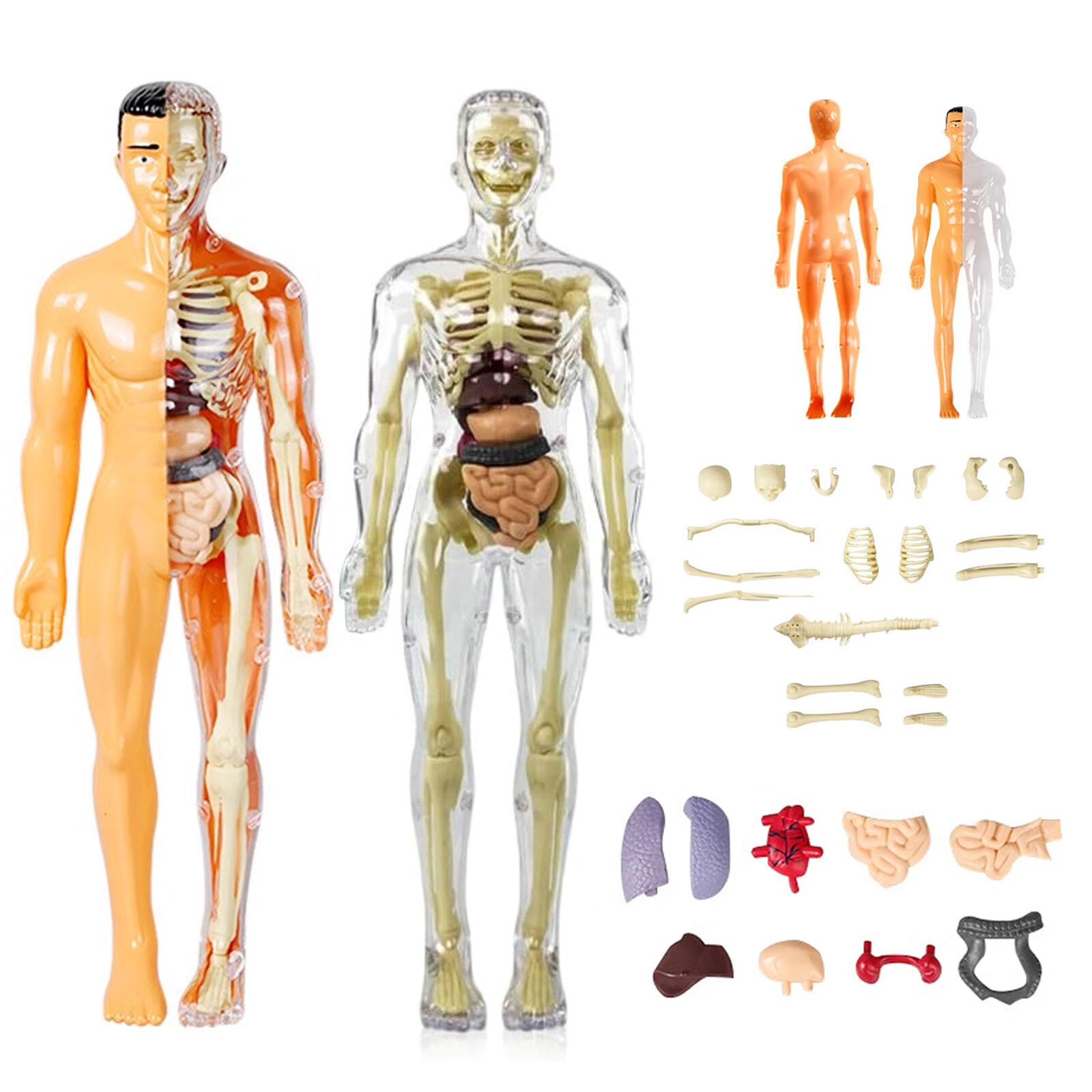 3D Human Body Anatomy Model DIY Skeleton Model Kids Educational Removable Parts