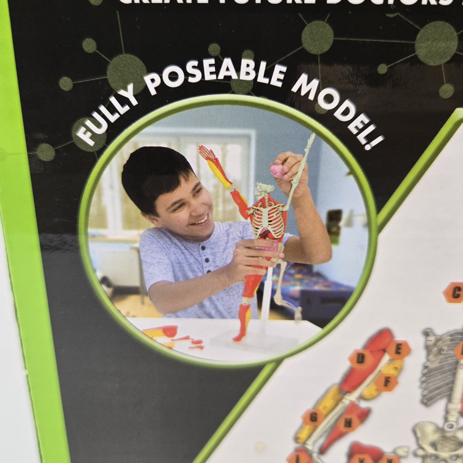 3D Human Body Puzzle Model STEM Toy by Be Amazing! Toys is an educational design