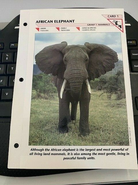 AFRICAN ELEPHANT CARD 1 Wild Life Fact File Animal Card School Insert