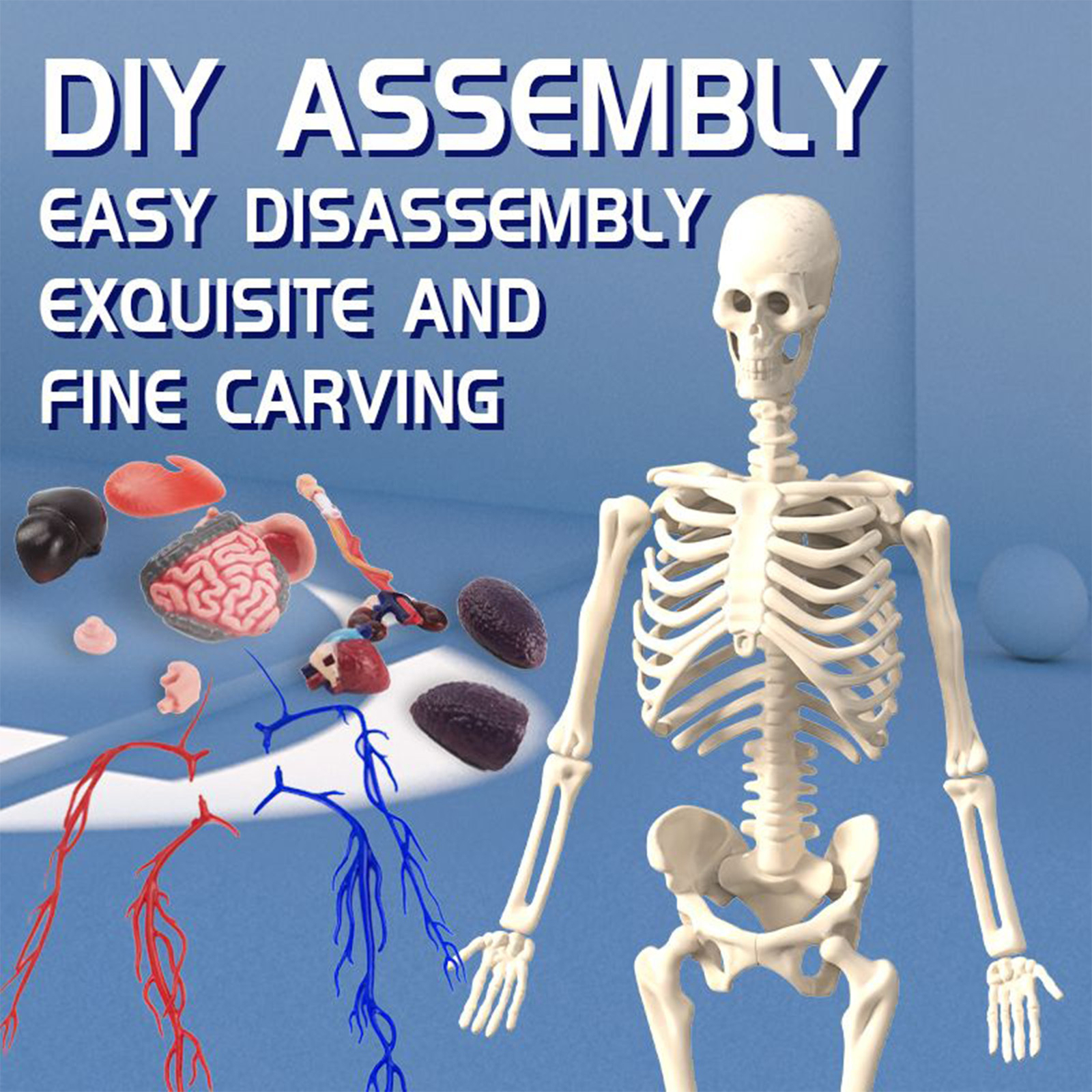 4D Human Body Anatomy Model DIY Skeleton Toys Educational Science Kit for Kid