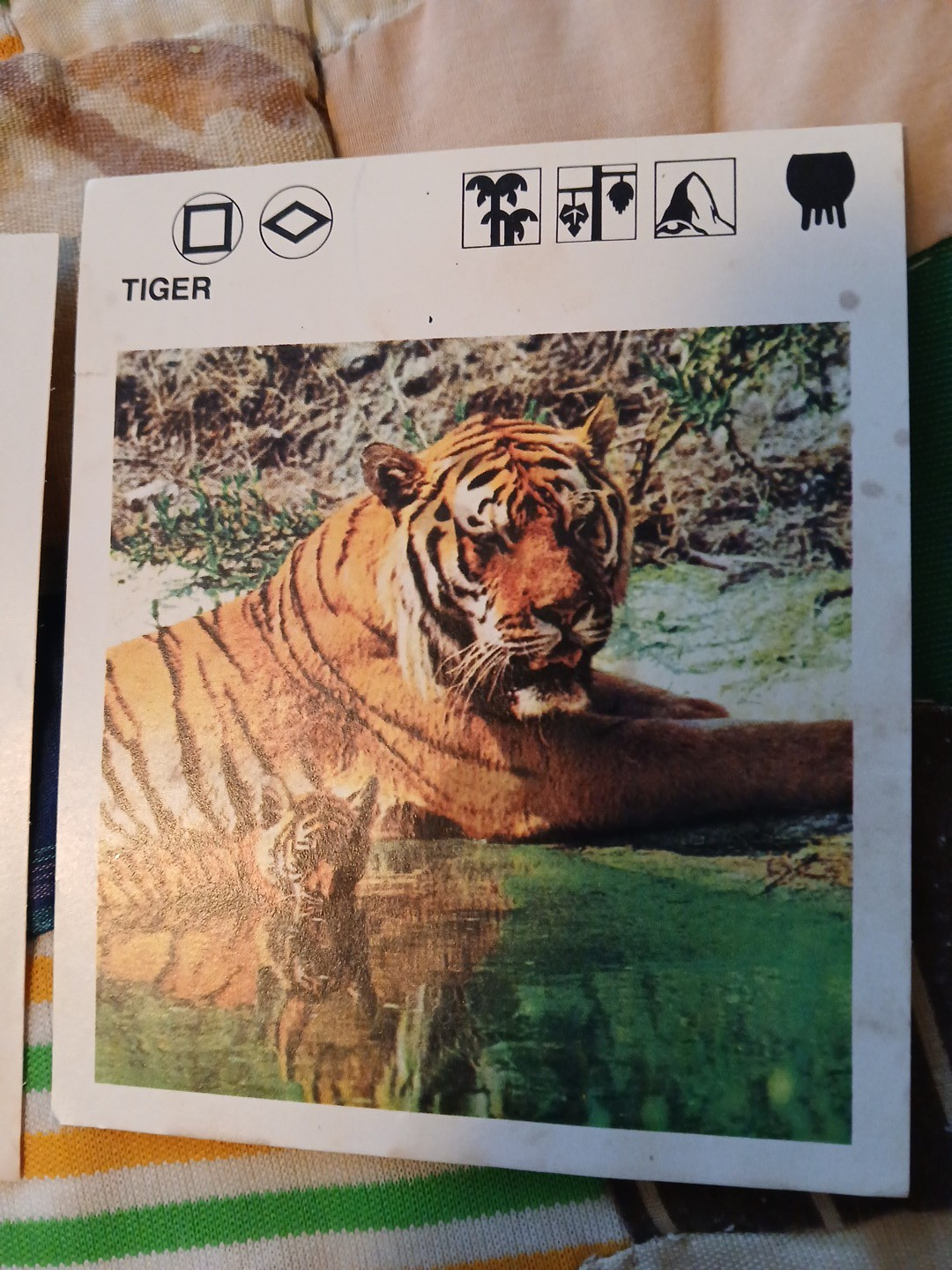 Animal Fact Cards KOALA-TOUCAN-TIGER-Leisure Books LTD 1975/1986 Flash Cards