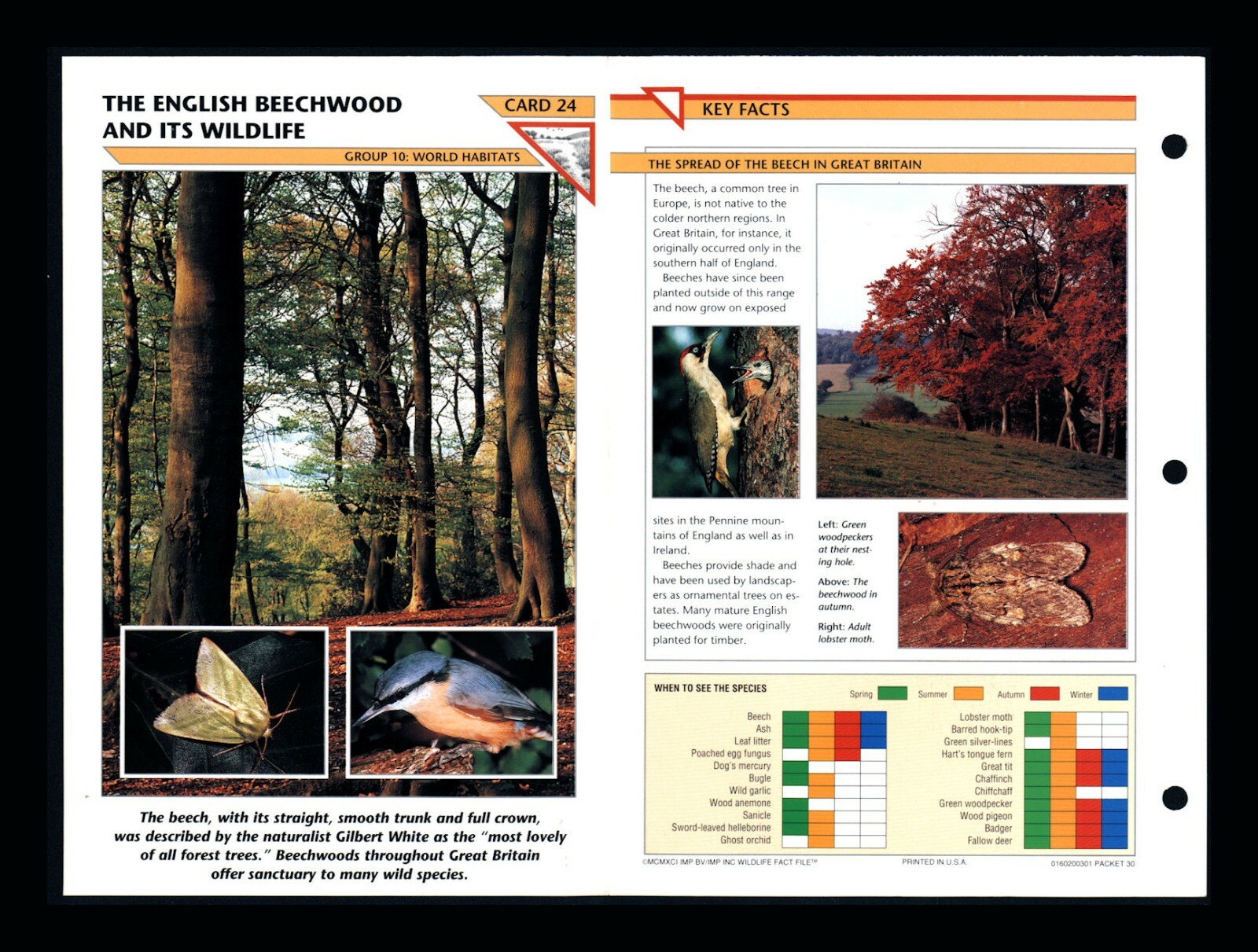 English Beechwood & Its Wildlife Fact File Card World Habitats Home School 10.24