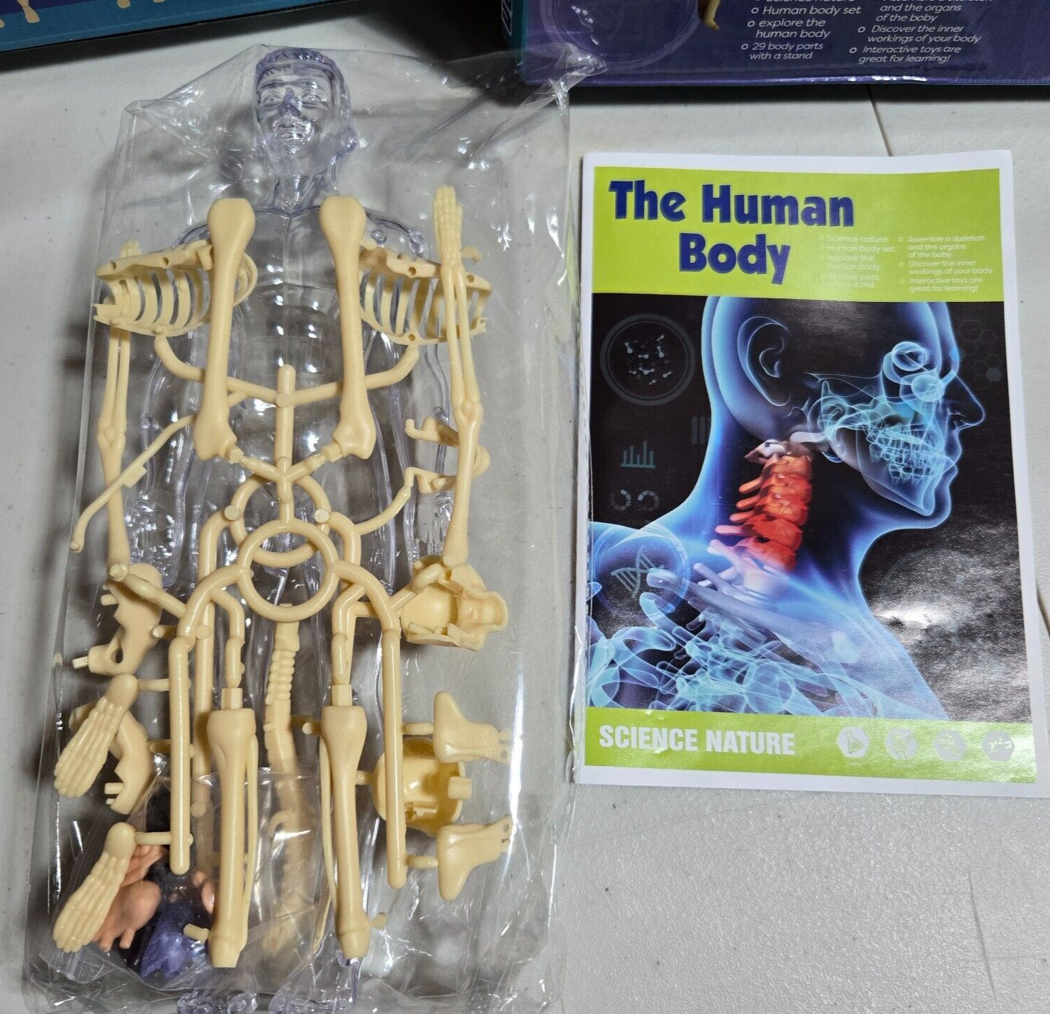 Human Body 3D Anatomy Model DIY Skeleton Toy Education Removable Parts – NIB