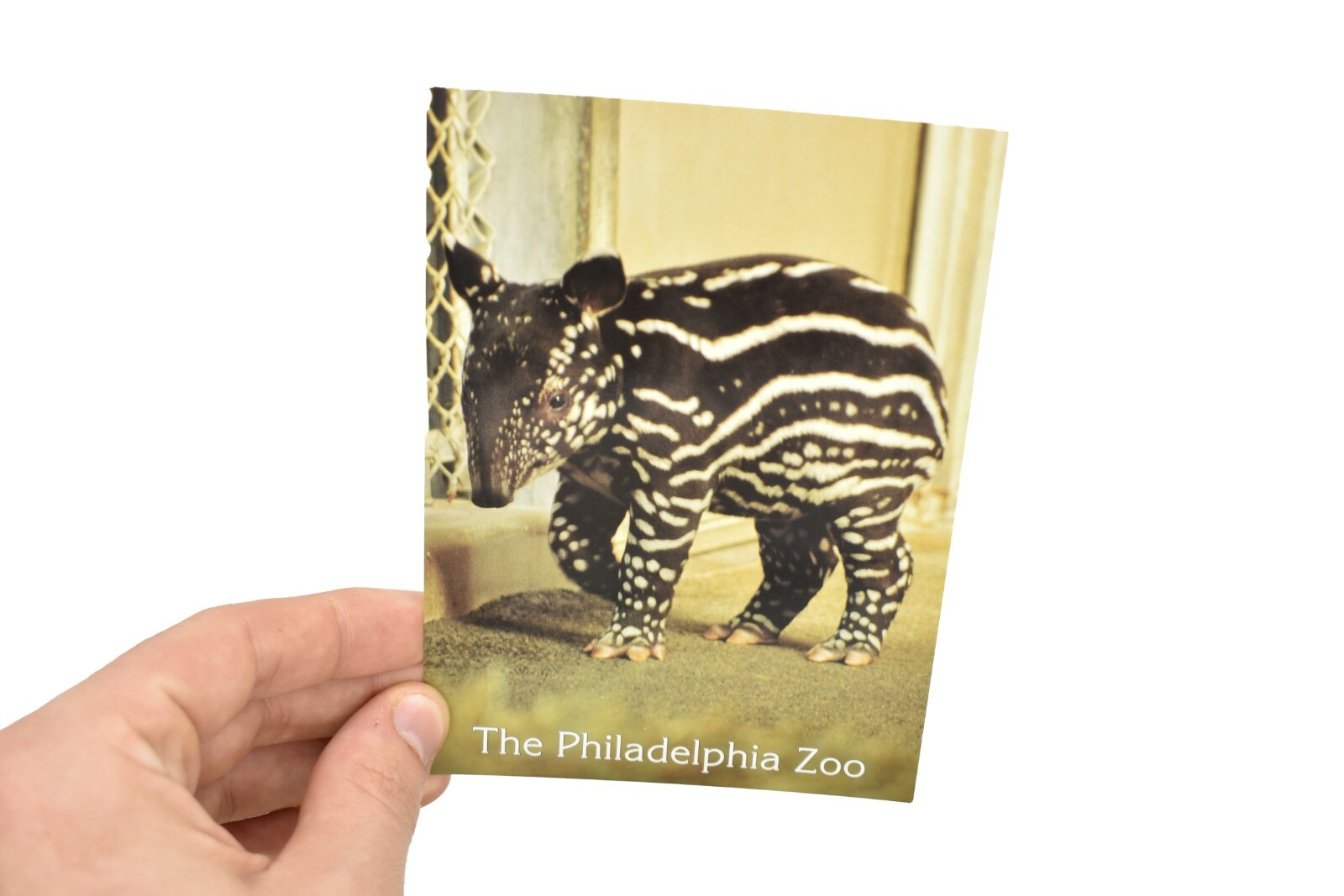 Tapir, Baby Postcard Pack of 10 from Philadelphia Zoo Circa 70s – T133B51