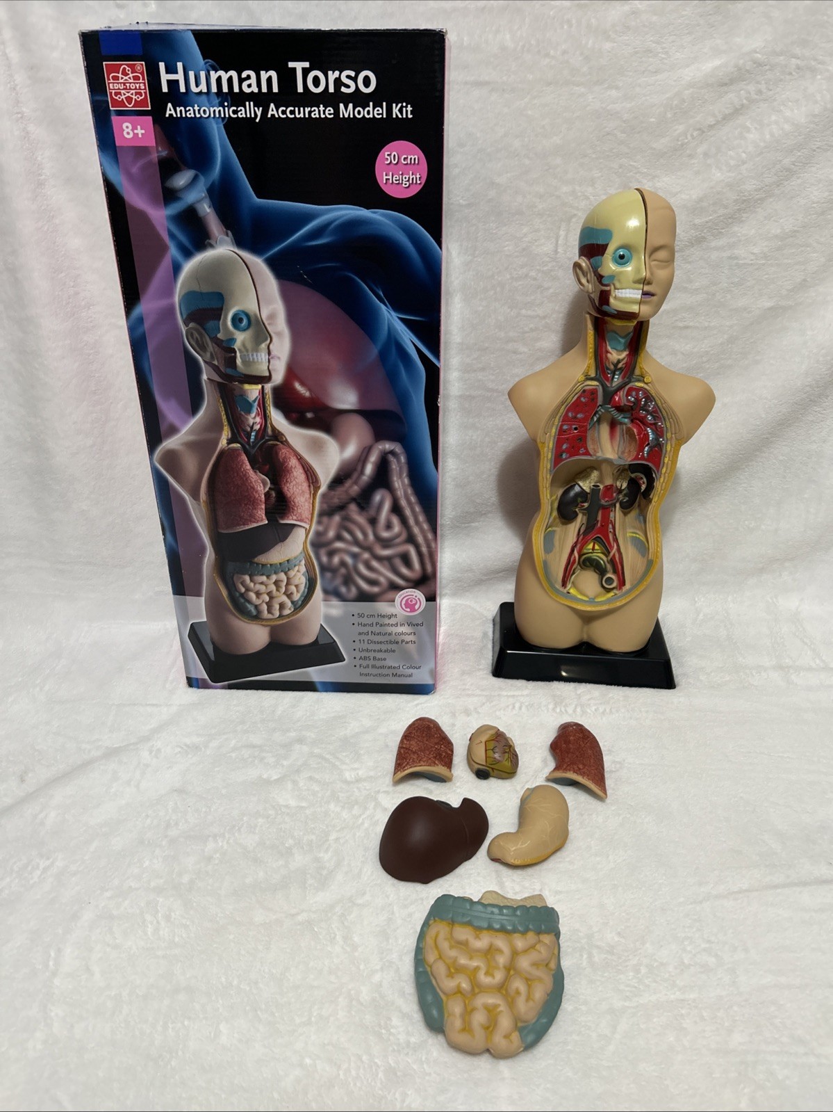 Parts For EDU Human Torso Model Kit 50cm Heart Stomach Liver Lungs Brain Lungs