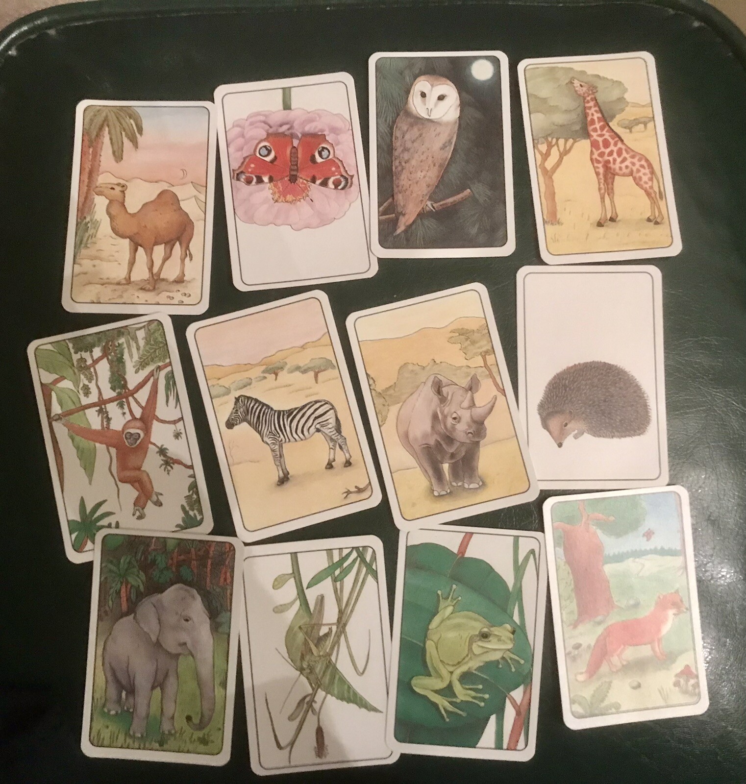 FAMILY FUN TRAVEL CARD GAMES: ROOK, QUIDDLER, ANIMAL WILD CARDS, MUSIC & MATH