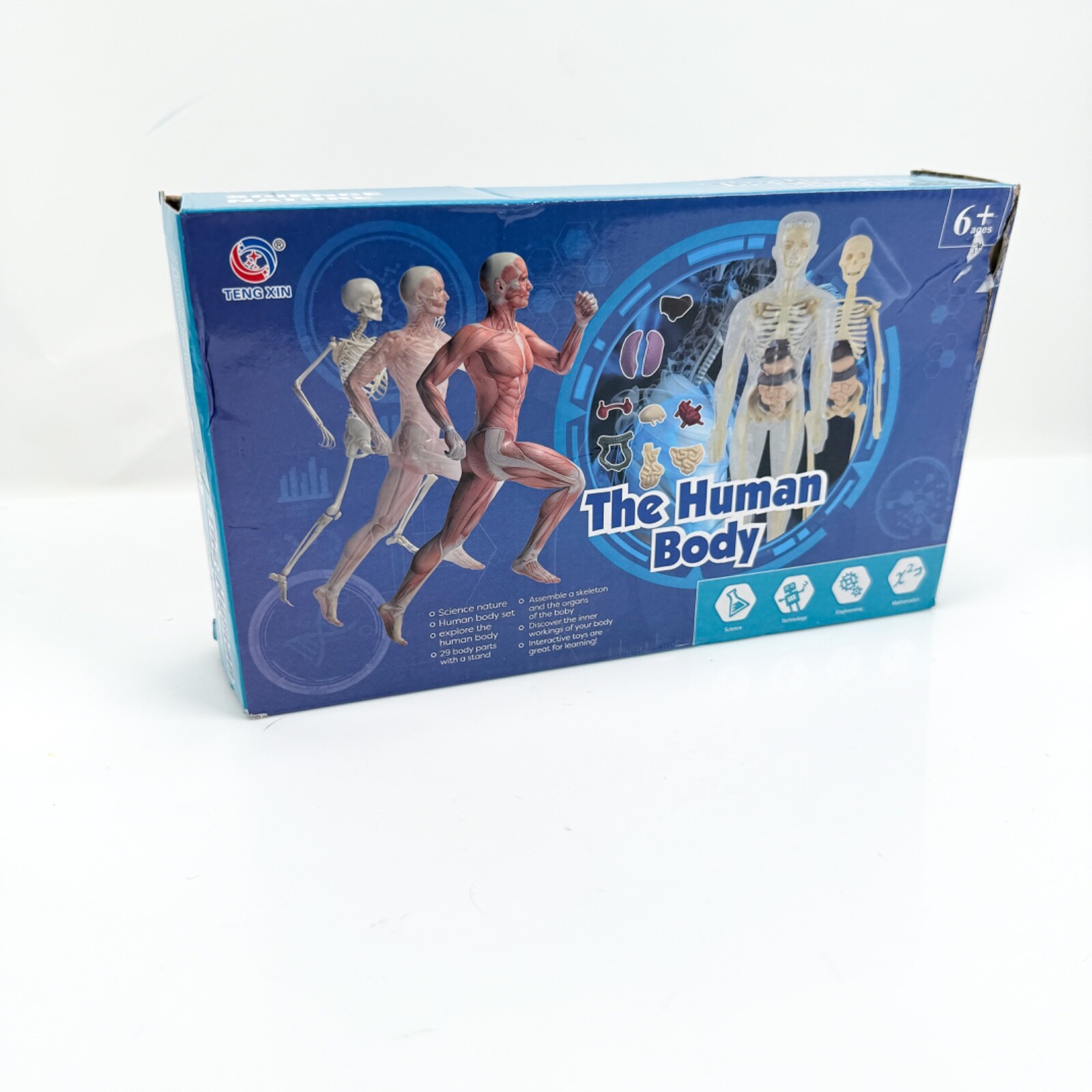 The Human Body 3D Anatomy Model For Children Torso Body Anatomy Transparent NEW