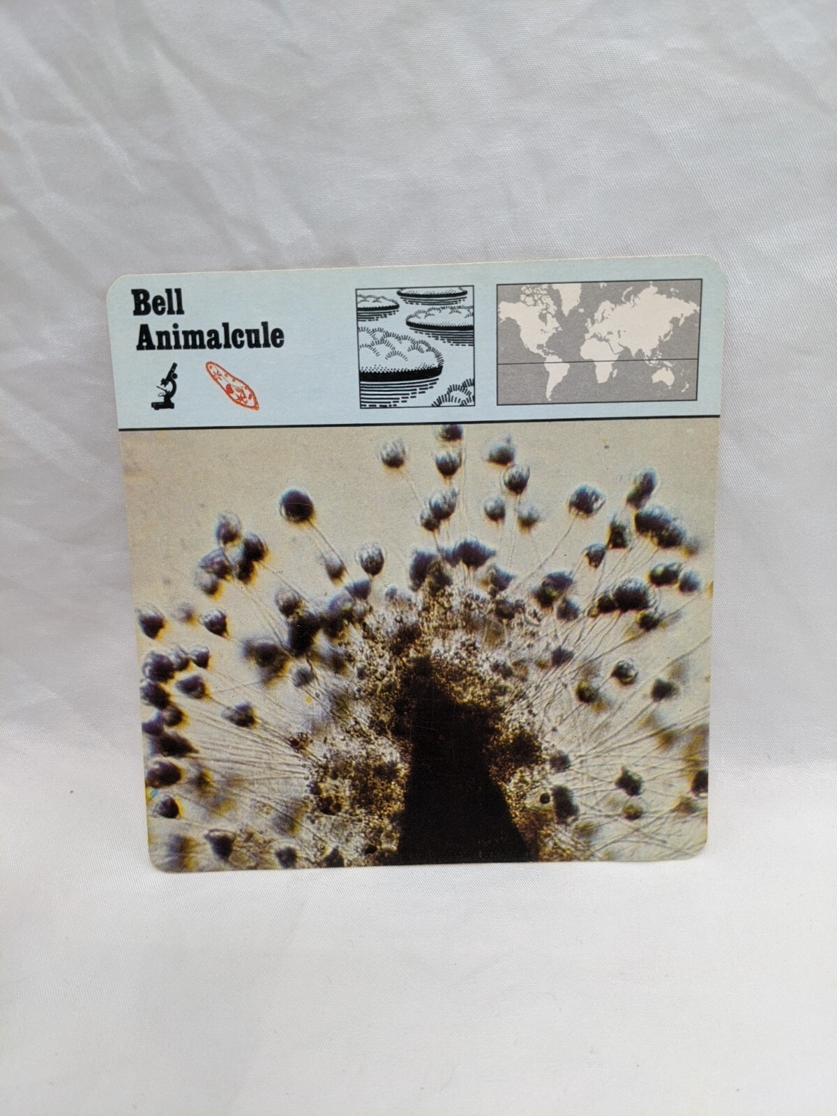 Lot Of (6) 1975 Rencontre One Celled Animals Education Cards