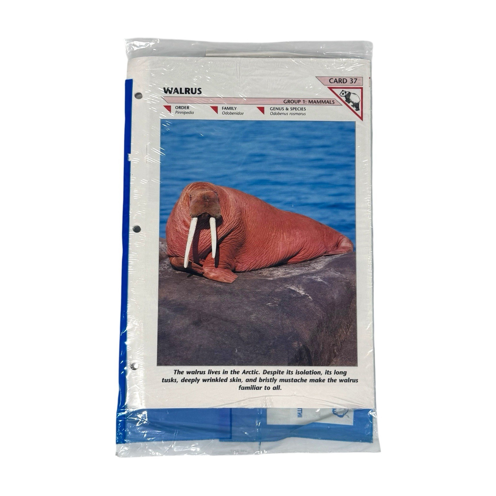 Vintage NOS Wildlife Fact File Binder + 13 Sealed Packs Of Cards
