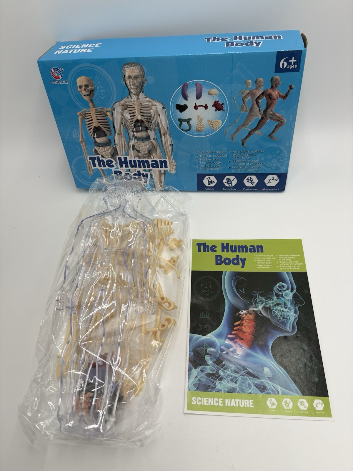 Human Body Structure Model Bones Torso Skeleton Model Kits Removable Organs NOB