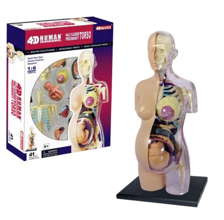 4D Master Human Antomy Half Cleared Pregnancy Torso Puzzle Anatomy Education