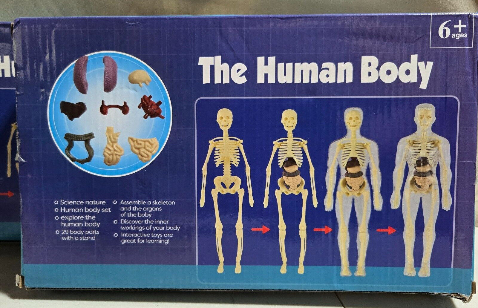 Human Body 3D Anatomy Model DIY Skeleton Toy Education Removable Parts – NIB