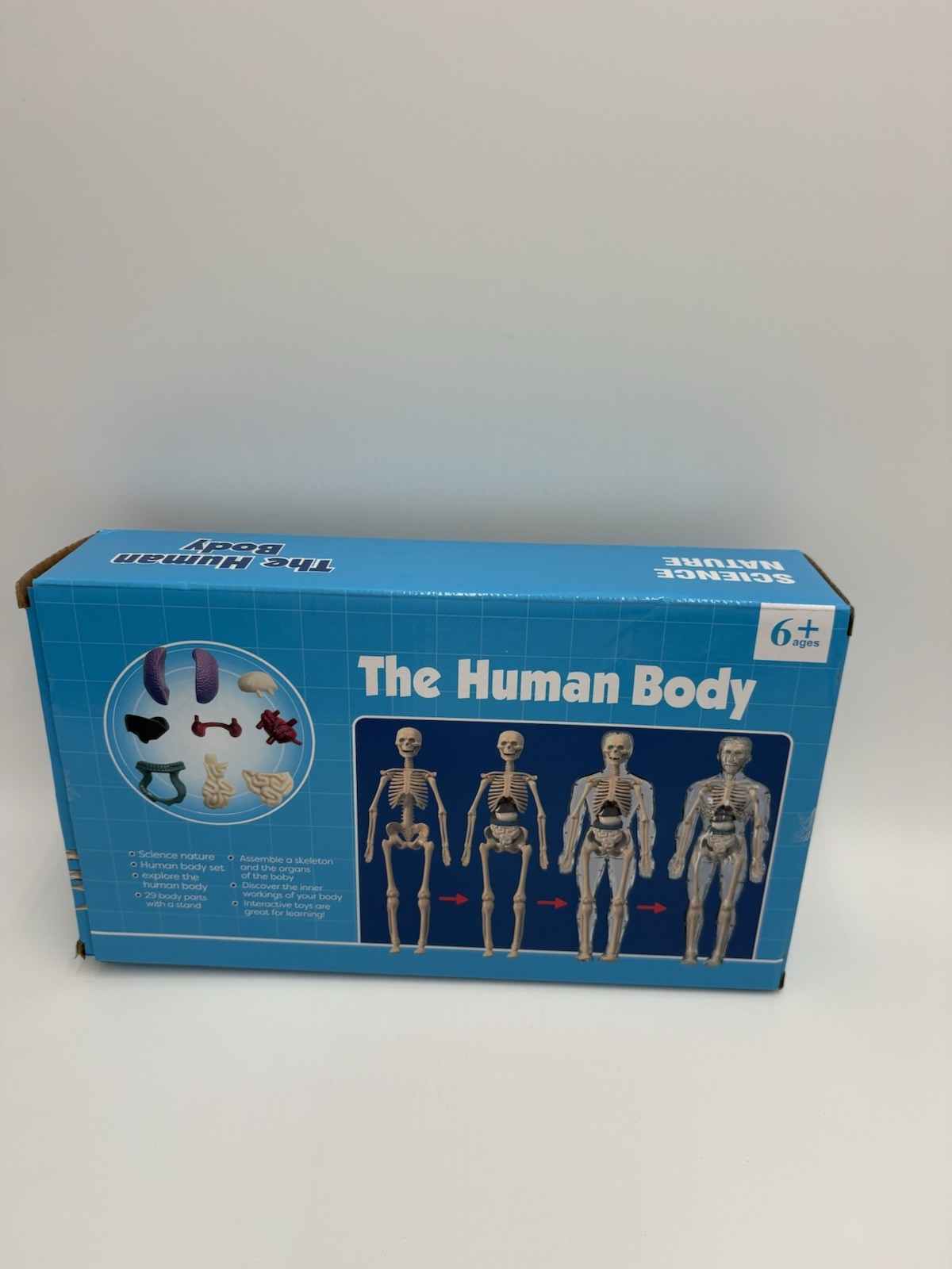Human Body Structure Model Bones Torso Skeleton Model Kits Removable Organs NOB