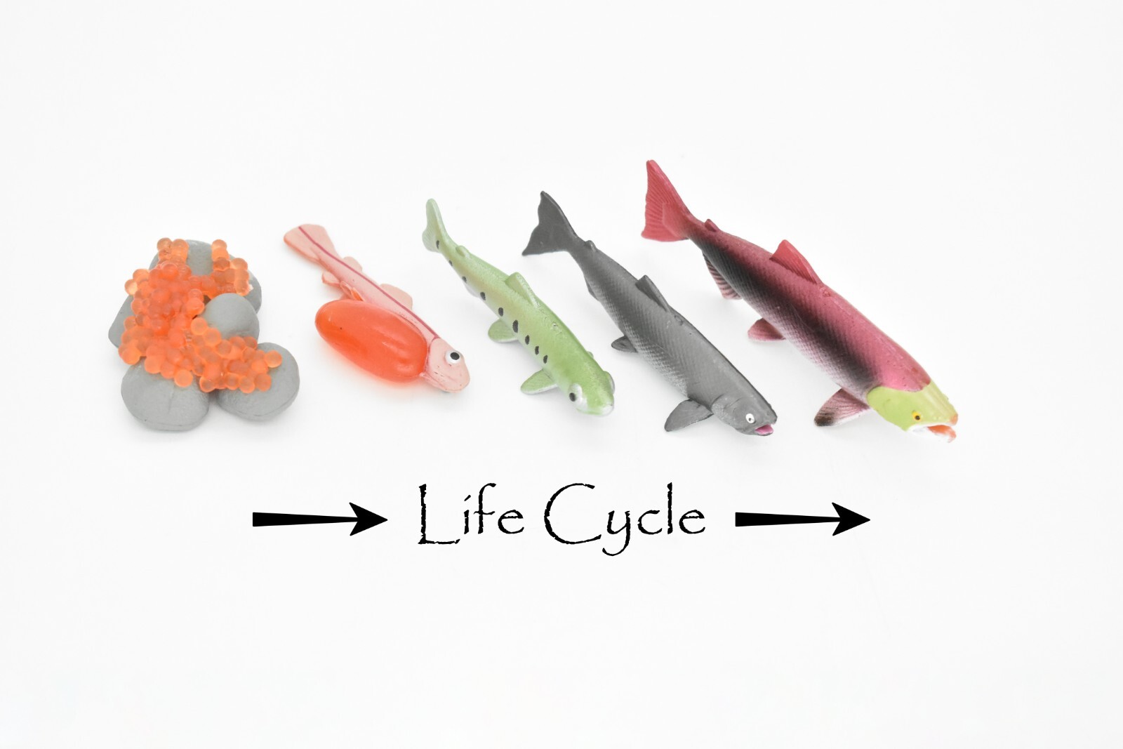 Salmon, Life Cycle, Educational, Plastic, Model, Figure, Fish, Figurine, 5 Piece