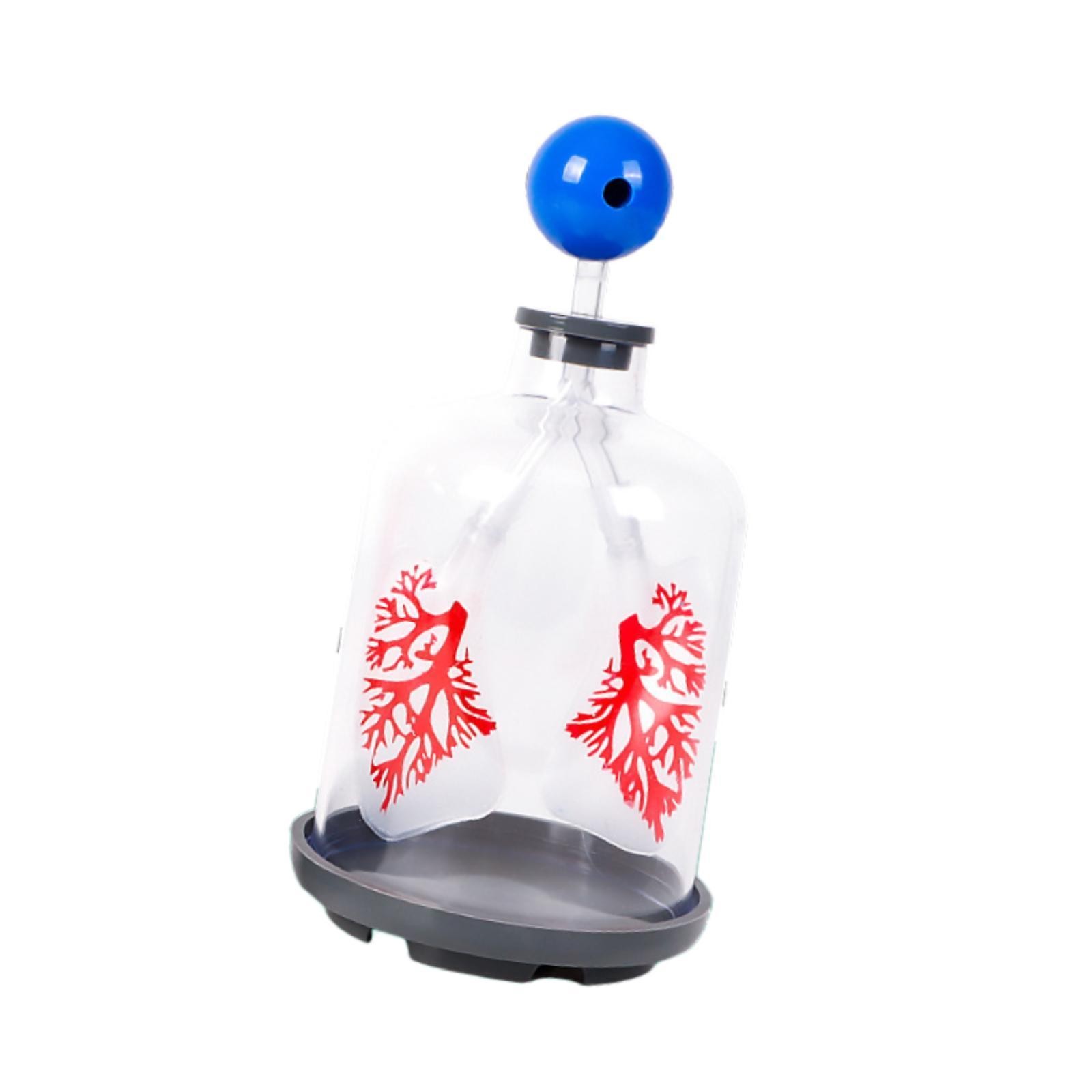Lung Breathing Demonstration Model Teaching Aid Experiment Lung Respiration