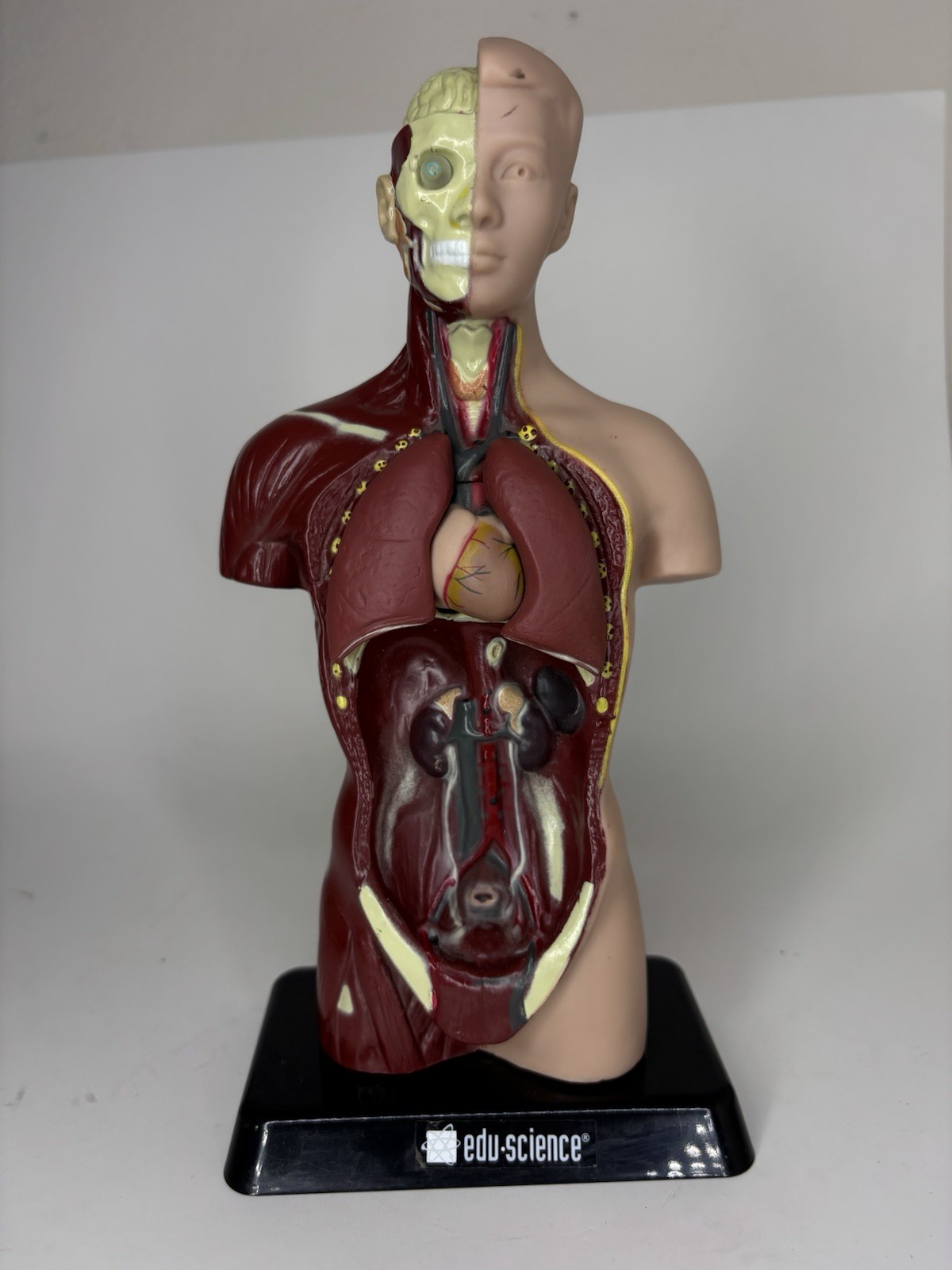 Human Man Organ Torso Science Figure 10.5 Inches Tall Anatomical Anatomy Biology